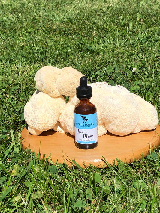 Lion's Mane Extract Tincture Tierra Madre Mushrooms